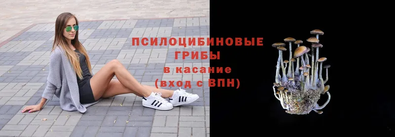 Псилоцибиновые грибы Cubensis  Белоозёрский 